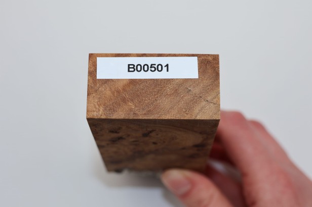 Wiąz Kaukaski Caucasian Elm czeczot burl stabilizowane drewno na biżuterię stabilized wood for jewelry
