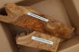 Wiąz Kaukaski Caucasian Elm czeczot burl drewno na biżuterię wood for jewelry