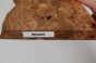 Wiąz Kaukaski Caucasian Elm czeczot burl drewno na biżuterię wood for jewelry