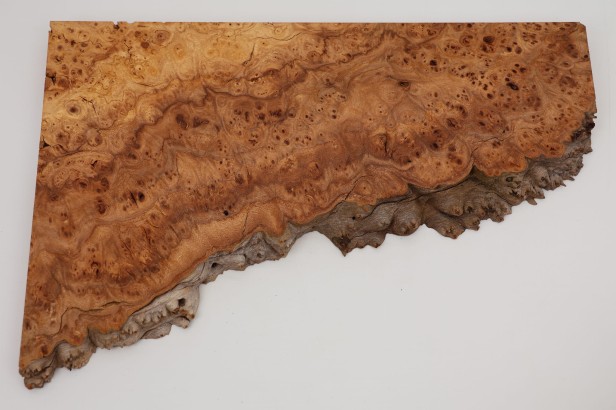 Wiąz Kaukaski Caucasian Elm czeczot burl drewno na biżuterię wood for jewelry