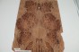 Wiąz Kaukaski Caucasian Elm drewniany top na gitarę guitar top