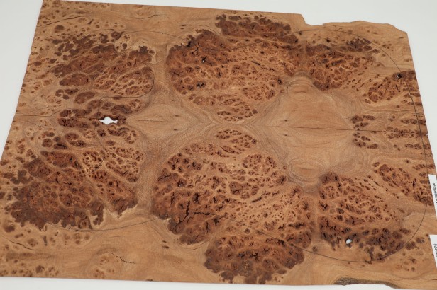 Wiąz Kaukaski Caucasian Elm drewniany top na gitarę guitar top