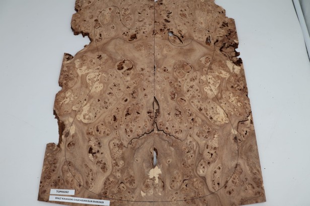 Wiąz Kaukaski Caucasian Elm drewniany top na gitarę guitar top