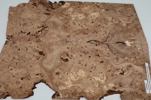 Wiąz Kaukaski Caucasian Elm drewniany top na gitarę guitar top