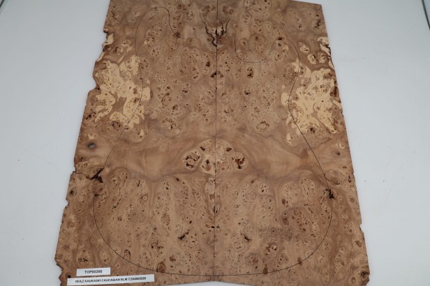 Wiąz Kaukaski Caucasian Elm drewniany top na gitarę guitar top