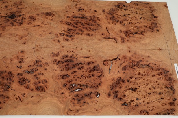 Wiąz Kaukaski Caucasian Elm drewniany top na gitarę guitar top