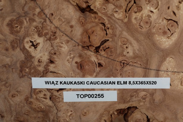 Wiąz Kaukaski Caucasian Elm drewniany top na gitarę guitar top