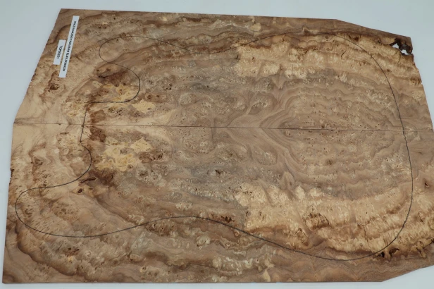 Wiąz Kaukaski Caucasian Elm drewniany top na gitarę guitar top