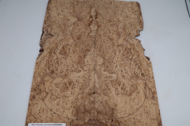 Wiąz Kaukaski Caucasian Elm drewniany top na gitarę guitar top
