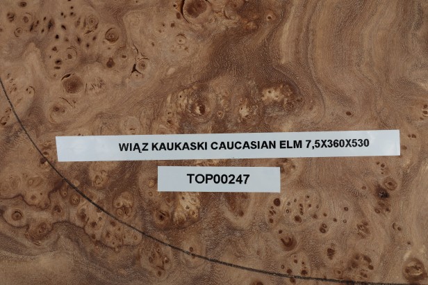 Wiąz Kaukaski Caucasian Elm drewniany top na gitarę guitar top