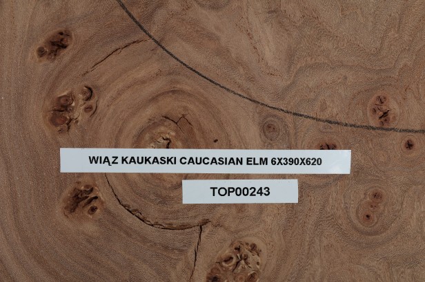 Wiąz Kaukaski Caucasian Elm drewniany top na gitarę guitar top