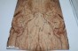 Buk Beech Wood spalted drewniany top na gitarę guitar top