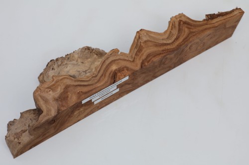 Wiąz Kaukaski Caucasian Elm czeczot burl