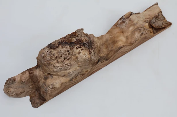Wiąz Kaukaski Caucasian Elm czeczot burl
