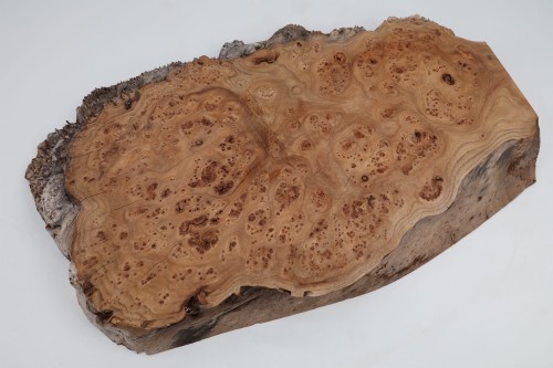 Wiąz Kaukaski Caucasian Elm czeczot burl