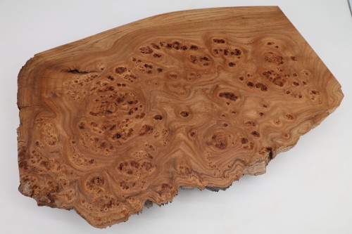 Wiąz Kaukaski Caucasian Elm czeczot burl