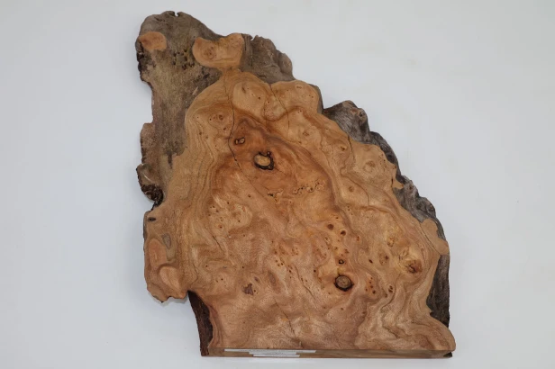 Wiąz Kaukaski Caucasian Elm czeczot burl