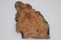 Wiąz Kaukaski Caucasian Elm czeczot burl