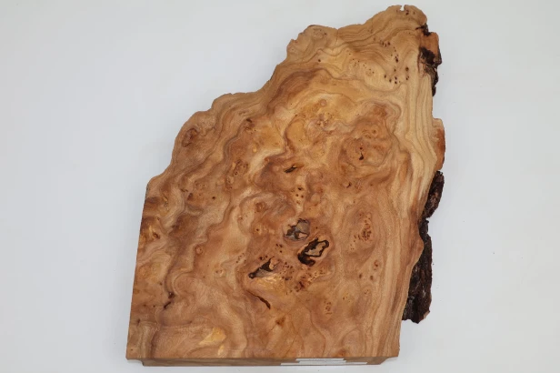 Wiąz Kaukaski Caucasian Elm czeczot burl