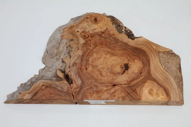 Wiąz Kaukaski Caucasian Elm czeczot burl