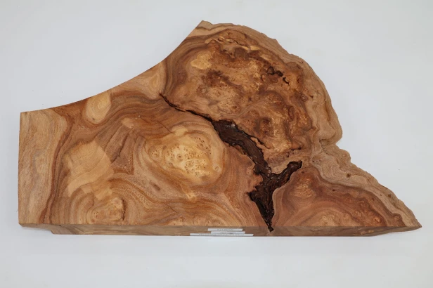 Wiąz Kaukaski Caucasian Elm czeczot burl
