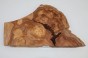 Wiąz Kaukaski Caucasian Elm czeczot burl