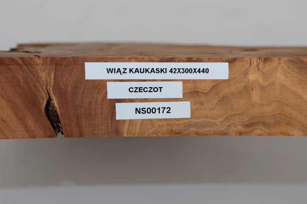 Wiąz Kaukaski Caucasian Elm czeczot burl