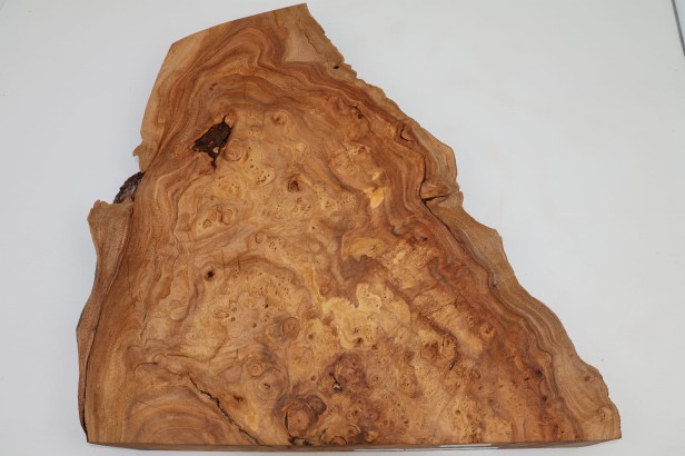 Wiąz Kaukaski Caucasian Elm czeczot burl