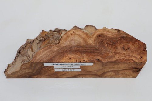 Wiąz Kaukaski Caucasian Elm czeczot burl