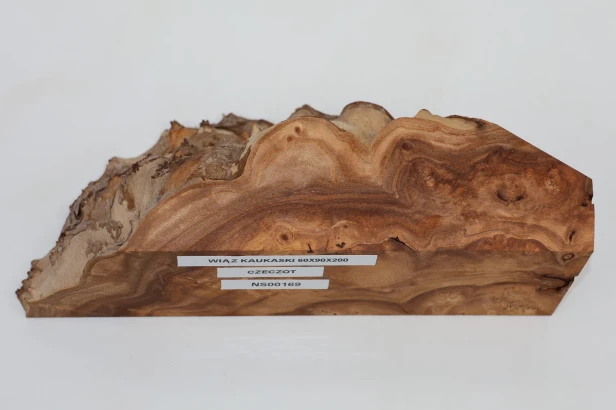 Wiąz Kaukaski Caucasian Elm czeczot burl
