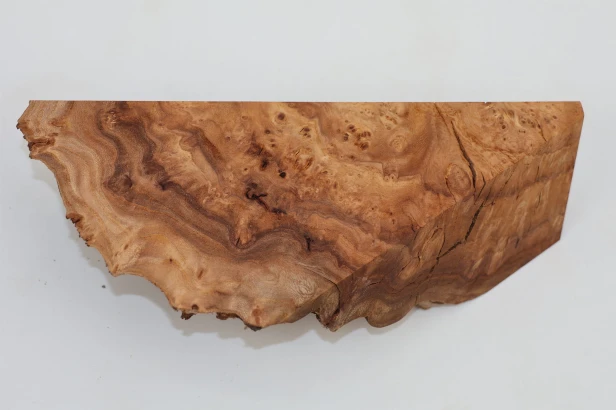 Wiąz Kaukaski Caucasian Elm czeczot burl