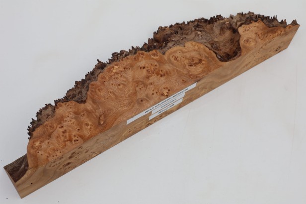 Wiąz Kaukaski Caucasian Elm czeczot burl
