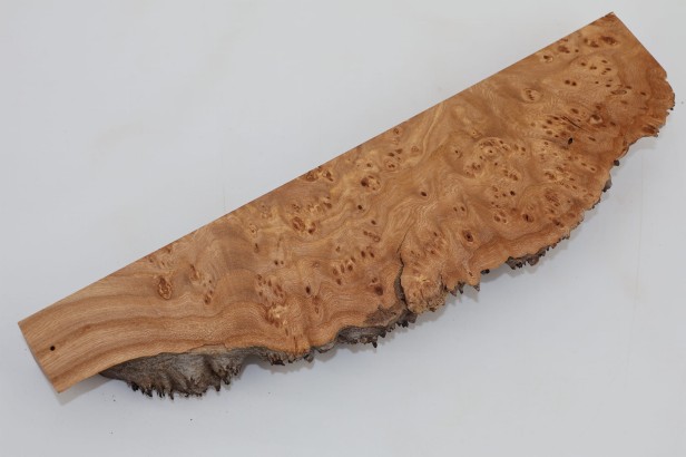 Wiąz Kaukaski Caucasian Elm czeczot burl