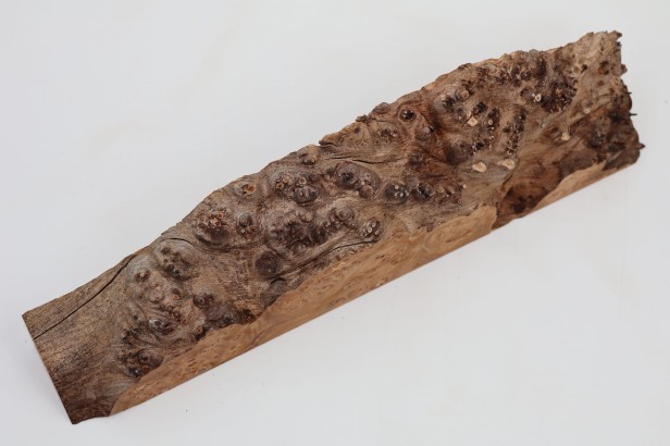 Wiąz Kaukaski Caucasian Elm czeczot burl