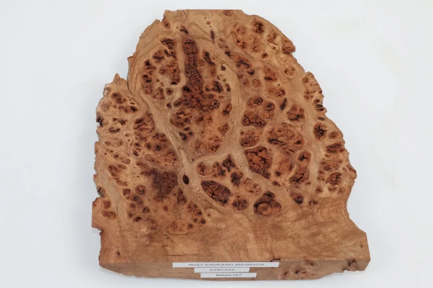 Wiąz Kaukaski Caucasian Elm czeczot burl