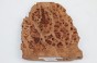 Wiąz Kaukaski Caucasian Elm czeczot burl