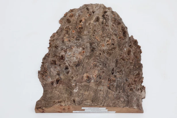 Wiąz Kaukaski Caucasian Elm czeczot burl