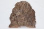 Wiąz Kaukaski Caucasian Elm czeczot burl