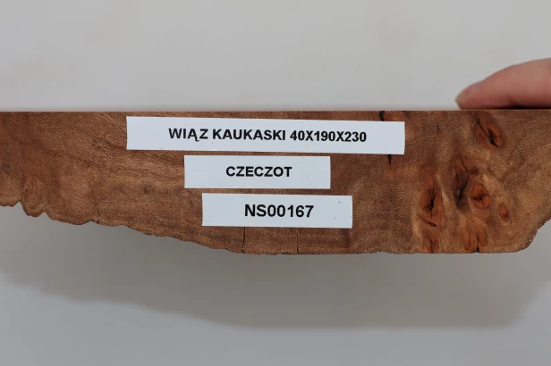 Wiąz Kaukaski Caucasian Elm czeczot burl
