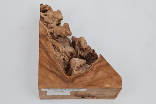 Wiąz Kaukaski Caucasian Elm czeczot burl