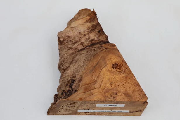 Wiąz Kaukaski Caucasian Elm czeczot burl