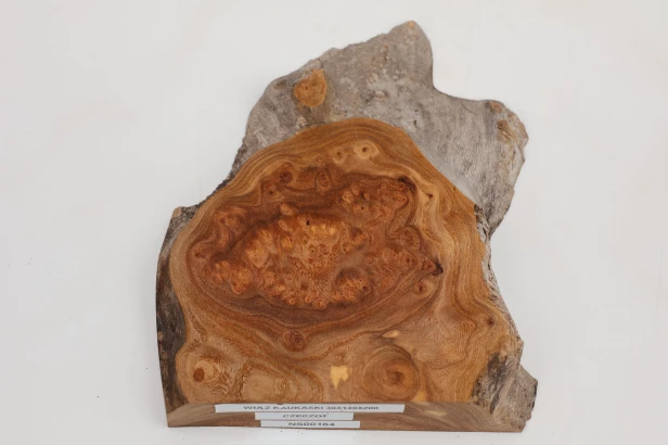 Wiąz Kaukaski Caucasian Elm czeczot burl