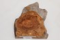 Wiąz Kaukaski Caucasian Elm czeczot burl