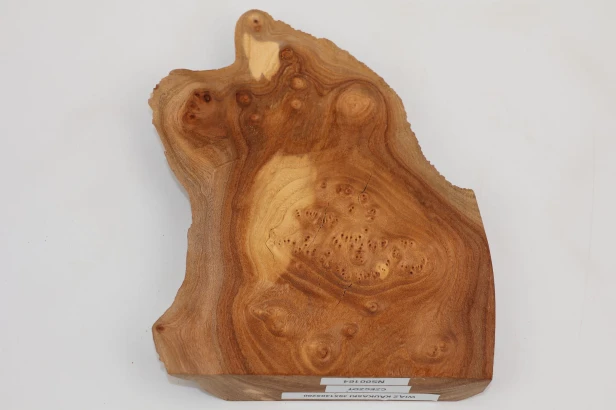 Wiąz Kaukaski Caucasian Elm czeczot burl