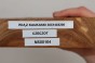 Wiąz Kaukaski Caucasian Elm czeczot burl