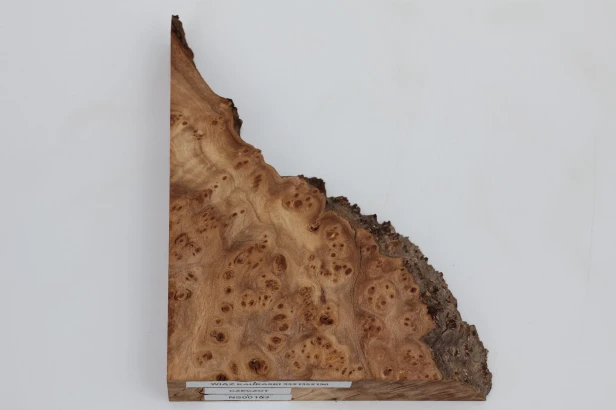 Wiąz Kaukaski Caucasian Elm czeczot burl