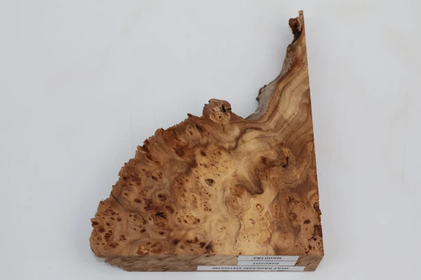 Wiąz Kaukaski Caucasian Elm czeczot burl