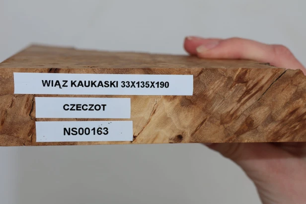Wiąz Kaukaski Caucasian Elm czeczot burl