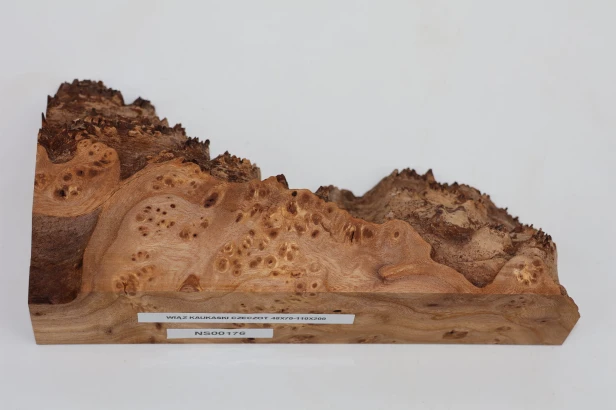 Wiąz Kaukaski Caucasian Elm czeczot burl