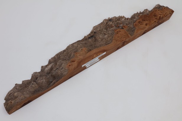 Wiąz Kaukaski Caucasian Elm czeczot burl